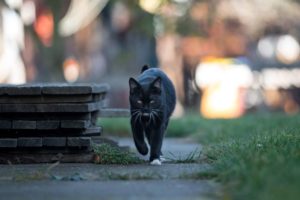 black cat runs on street